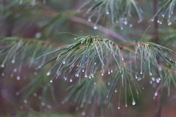 rain, winter, branch, conifer, tree, pine, spruce, nature, evergreen