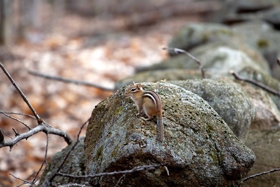 squirrel, animal, rodent, stone, landscape, nature, outdoor