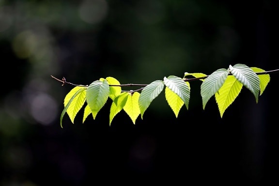 зелений лист, флора, природа, дерево, Літній сад