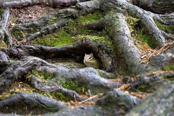 squirrel, environment, wood, moss, tree, nature, outdoor