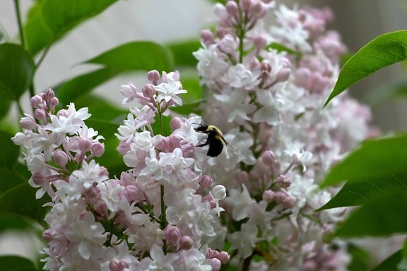 пчела, клон, листа, дърво, цвете, природа, флора, венчелистче, Градина