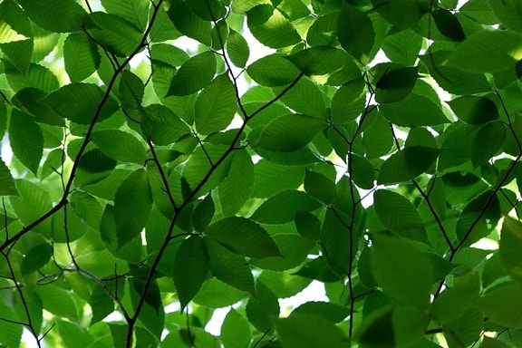 зелени листа, сянка, околната среда, природата, флора, завод, дърво, гора, листа