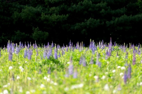 lupine, flower, summer, grass, nature, field, herb, lavender