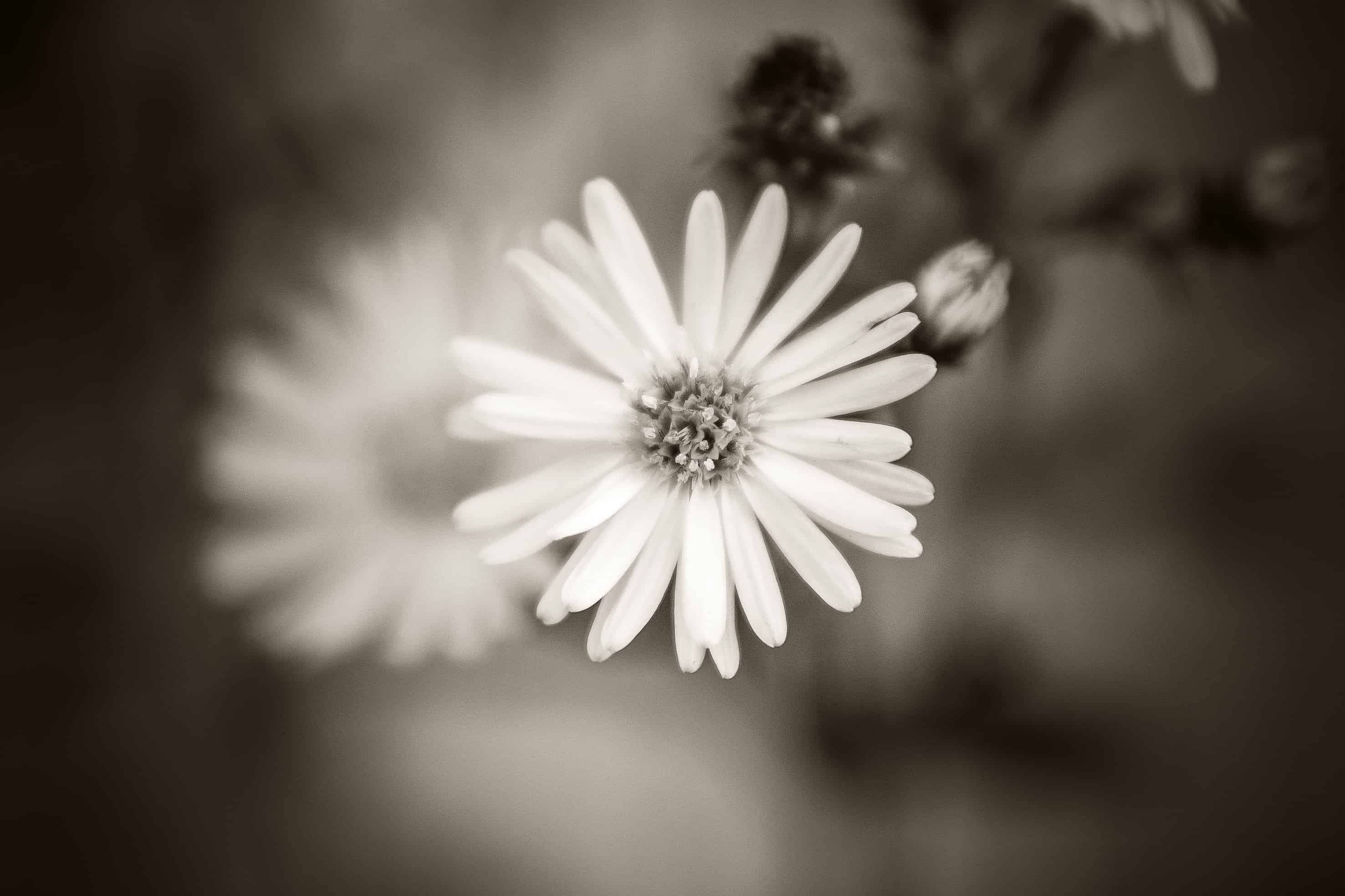 フリー写真画像 フォト モンタージュ セピア モノクロ 花 花弁 プラント 植物 夏
