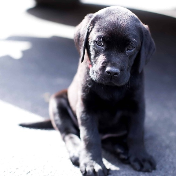 pedigree, cane, ritratto, cucciolo, carino, adorabile, animale, cane, nero