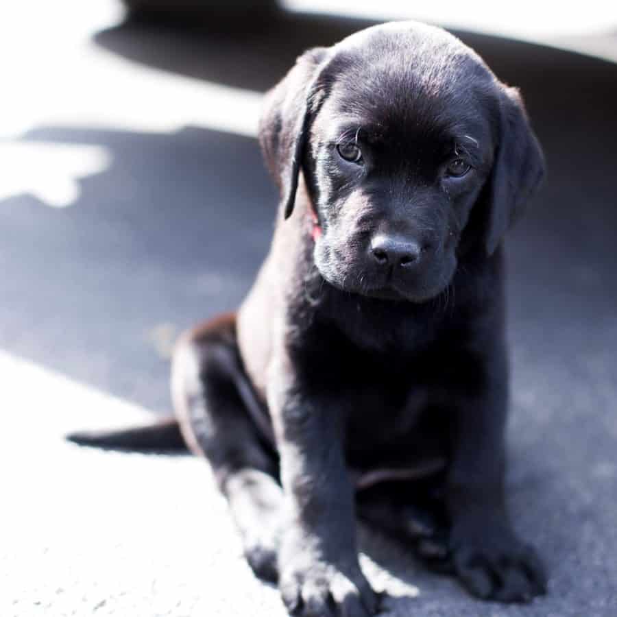 племінні собаки портрет, щеня, мила, гарна, тварина, canine, чорний