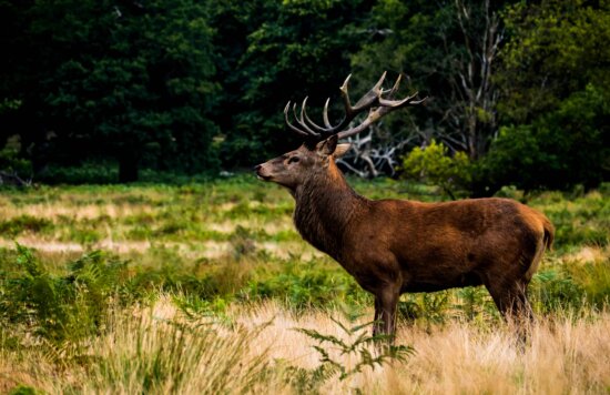 wildlife, deer, moose, animal, antler, grass, forest