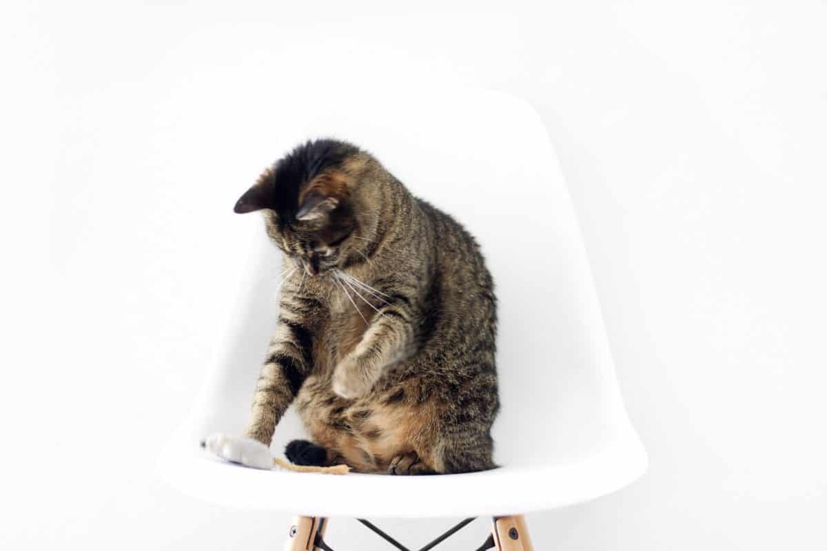 เฟอร์นิเจอร์ สตูดิโอถ่ายภาพ สัตว์ น่ารัก สัตว์ เลี้ยง แมว ขนสัตว์ แมว แมว ลูกแมว ในร่ม