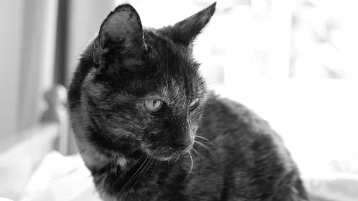 zwart-wit, dierlijke huisdier, portret, sepia, schattig, kat, dier, kitty, katachtige, kitten, bont