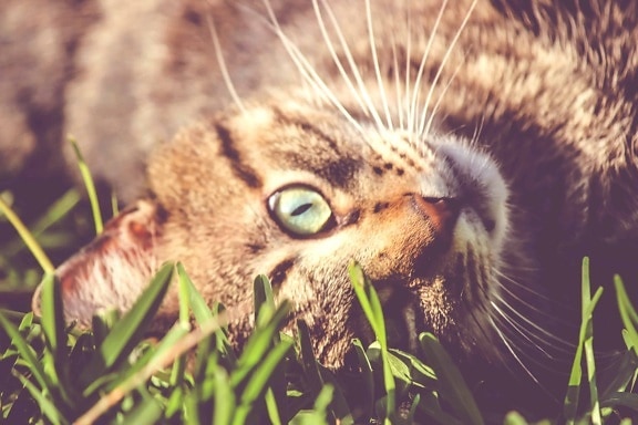 divoké zvíře, roztomilý, příroda, kočka, kočičí, kožešiny, zelená tráva, kotě
