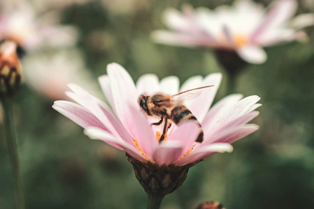 abeille, détail, pollen, fleurs, été, abeille, nature, insecte, arthropode, pétale