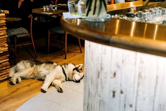 vnitřní, dog, interiér, Restaurace v patře, spánek