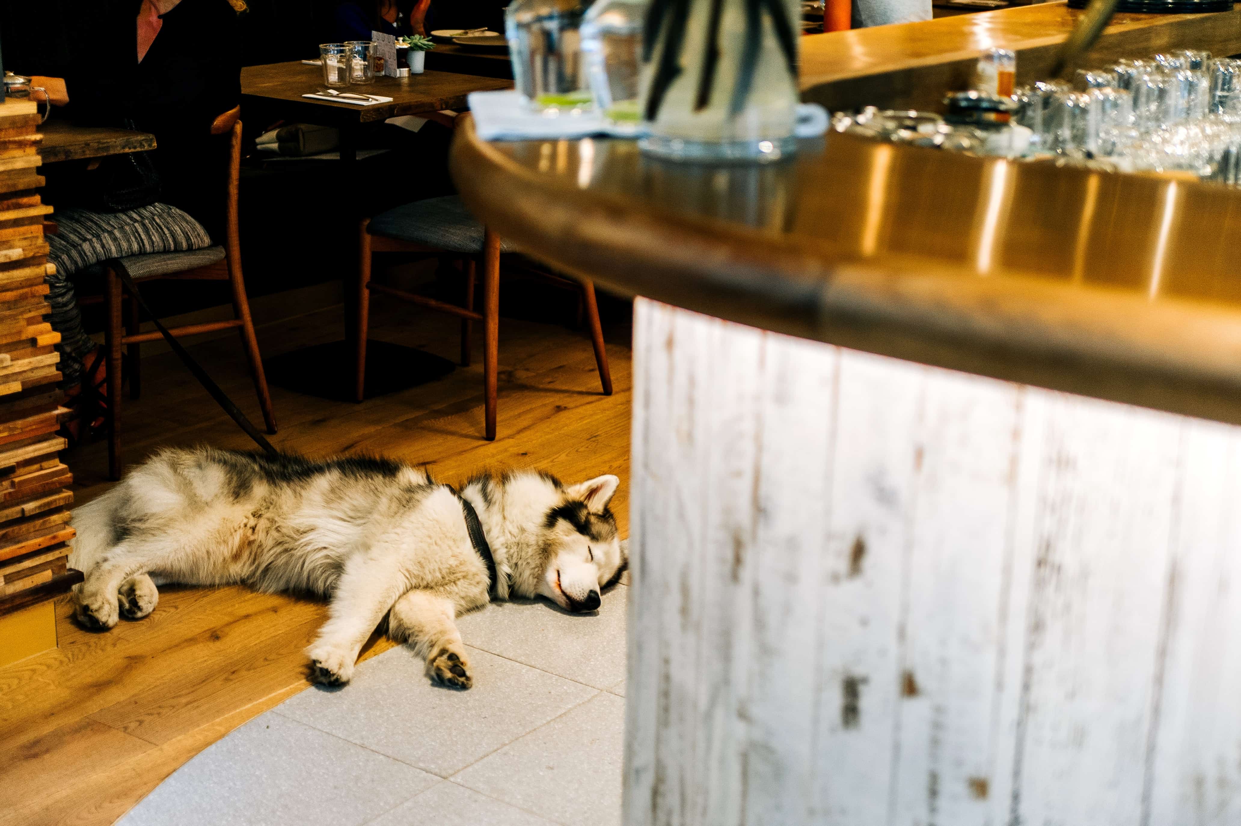 Free picture: indoor, dog, floor, interior, restaurant, sleep