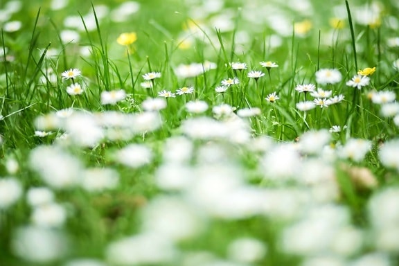 Daisy, pelouse, fleurs, champ, nature, jardin, vert gazon, flore, Eté