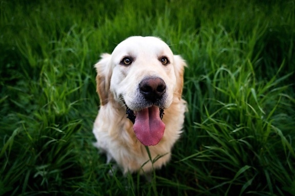 Portræt, tungen, hund, sød, grønne græs, kæledyr, hunde, hvalp, udendørs