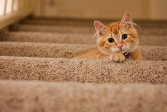 階段、動物ペット、猫、子猫、猫、キティ、かわいい、毛皮、若い