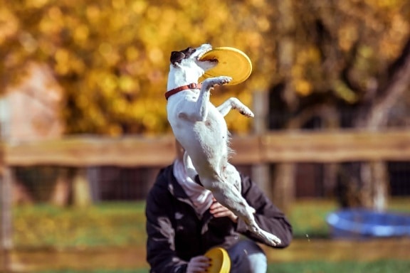 Собака конкурс людей, стрибок, талісман, особа, відкритий, трава