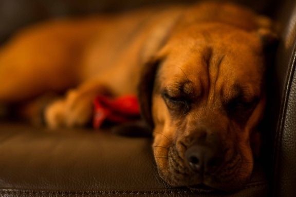小狗, 棕色狗, 狗狗, 睡眠, 可爱, 肖像, 血统, 拳击手