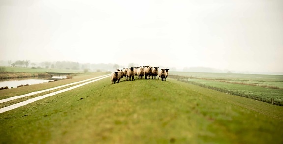 fårene, husdyr, dyr, landbrugsjord, landbrug, græs, landskab, felt, landskab