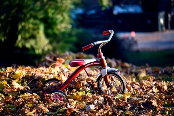 дерево, дерево, листья, природа, колесо, трицикл, транспортное средство, игрушка, осень