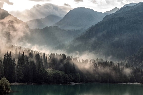 Free picture: fog, landscape, tree, mist, forest, daylight, grass ...