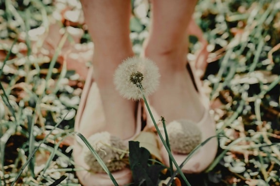 pé, couro, grama, calçado, natureza, flores, sapatos