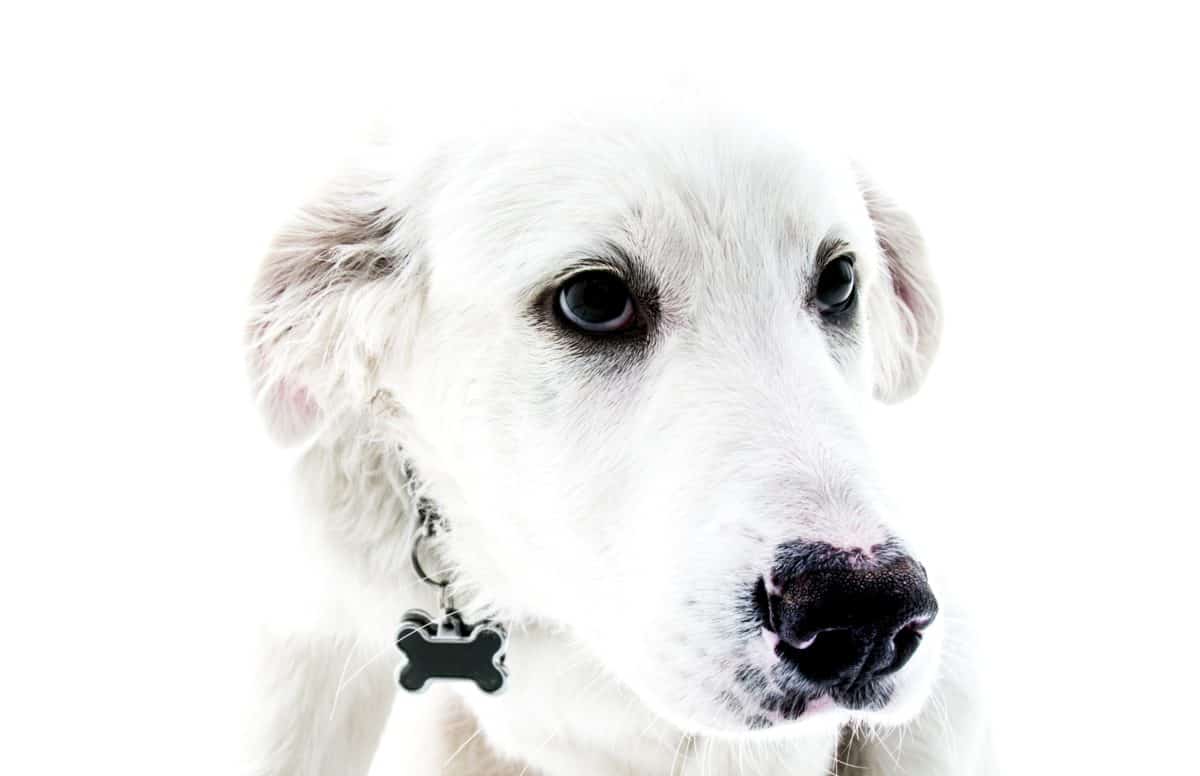 bijeli pas, pas, sladak, portret, životinje, štene, divan