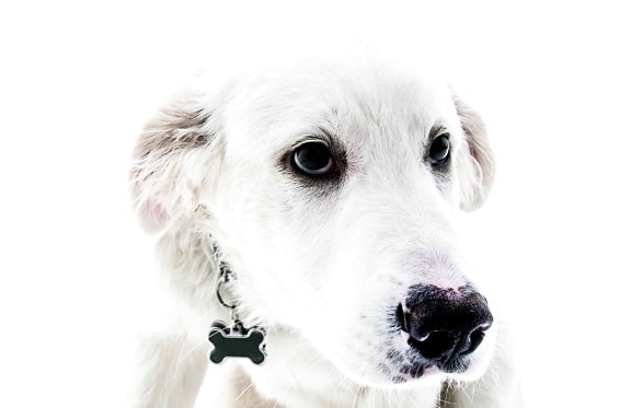 белая собака, собак, милый, портрет, животных, щенок, очаровательны