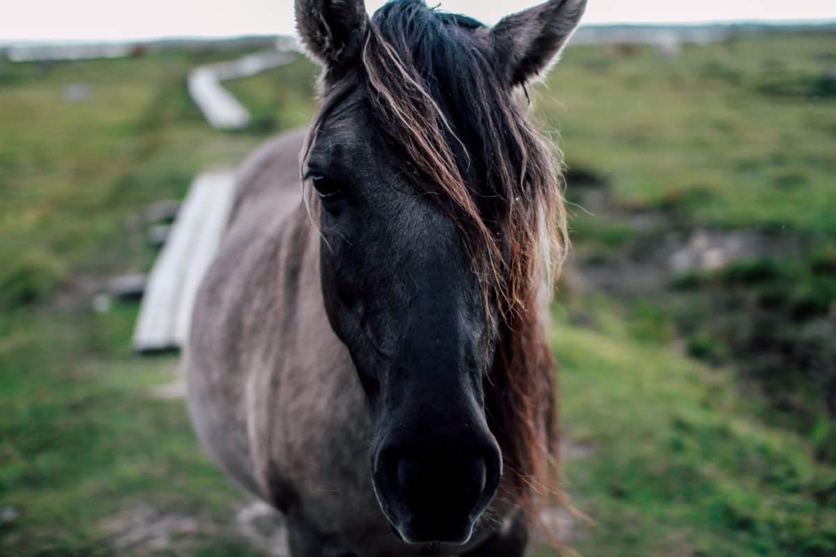 græs, natur, felt, kavaleri, dyr, hest, heste, hvirveldyr