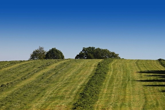 Grass, blauer Himmel, Landwirtschaft, Natur, Landschaft, Landschaft, Feld