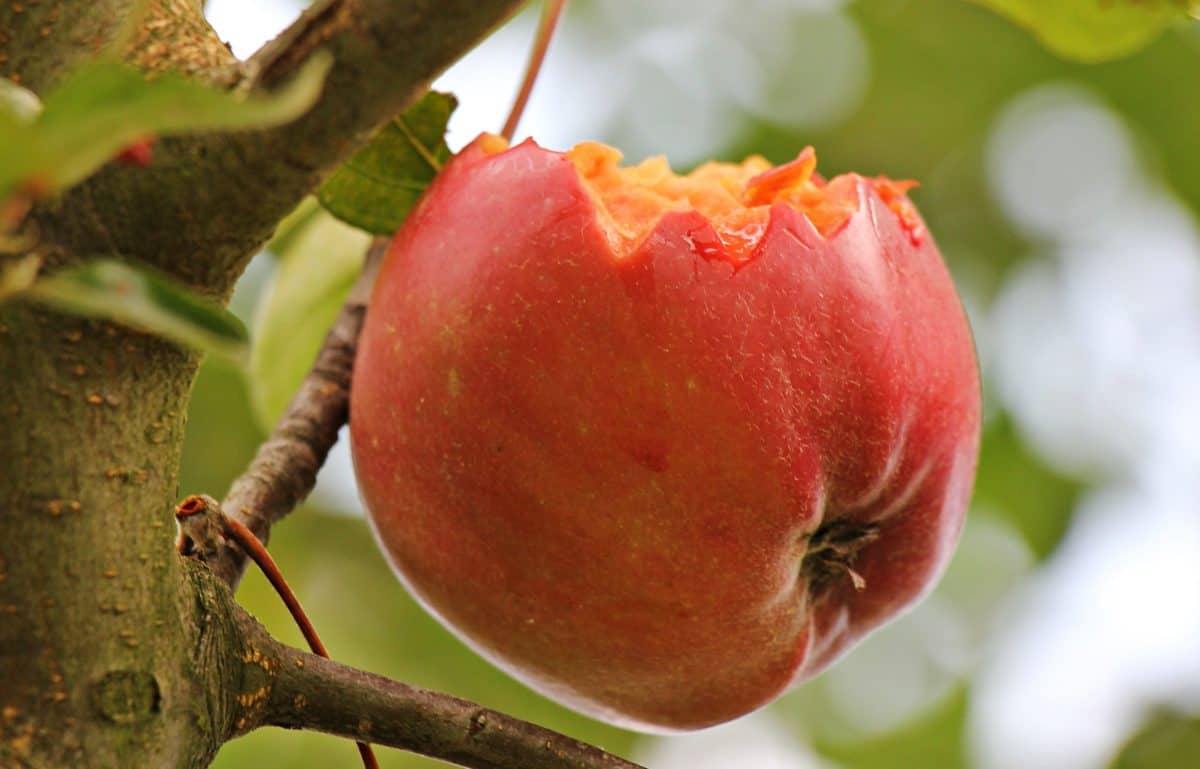 ออร์ชาร์ด ตามฤดูกาล gren ใบ ผลไม้ ธรรมชาติ อาหาร ต้นไม้ แอปเปิ้ลแดง อินทรีย์