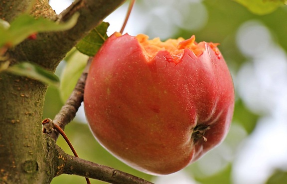 Orchard, Päivänvalo, gren lehtiä, hedelmiä, luonto, ruoka, puu, punainen omena, orgaaninen