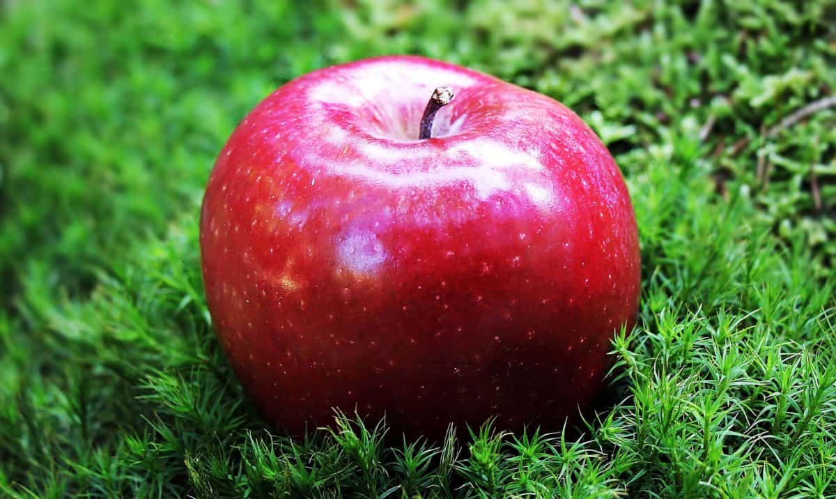 mat, rött äpple, frukt, grönt gräs, Utomhus, orchard