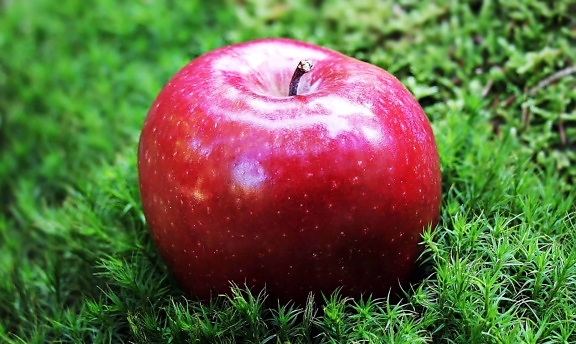 food, red apple, fruit, green grass, outdoor, orchard