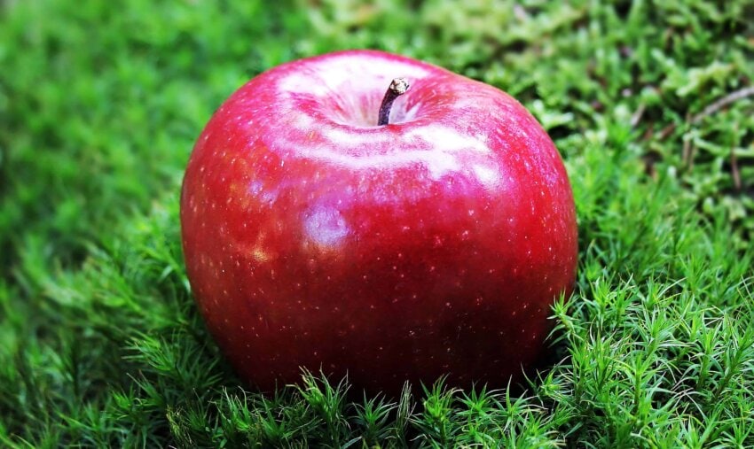 Kostenlose Bild: Essen, rote Apfel, Obst, grünen Rasen, outdoor, Obstgarten