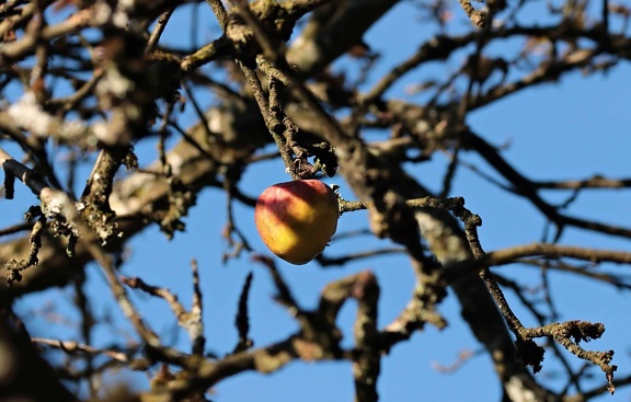 филиал, осень, яблоко, фруктовый сад, фрукты, дерево, небо