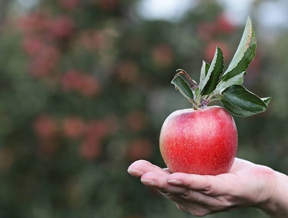 Orchard, vihreitä lehtiä, luonto, elintarvike, hedelmät, henkilö, punainen omena, käsi, kesä