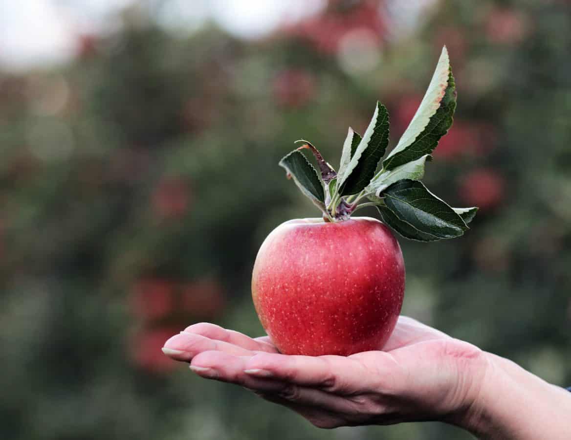 červené jablko, ovocný sad, ruka, zátiší, ovoce, jídlo, příroda, listí, lahodné, osoba