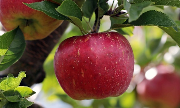 果樹園、栄養、葉、果物、自然、おいしい食べ物、赤リンゴ