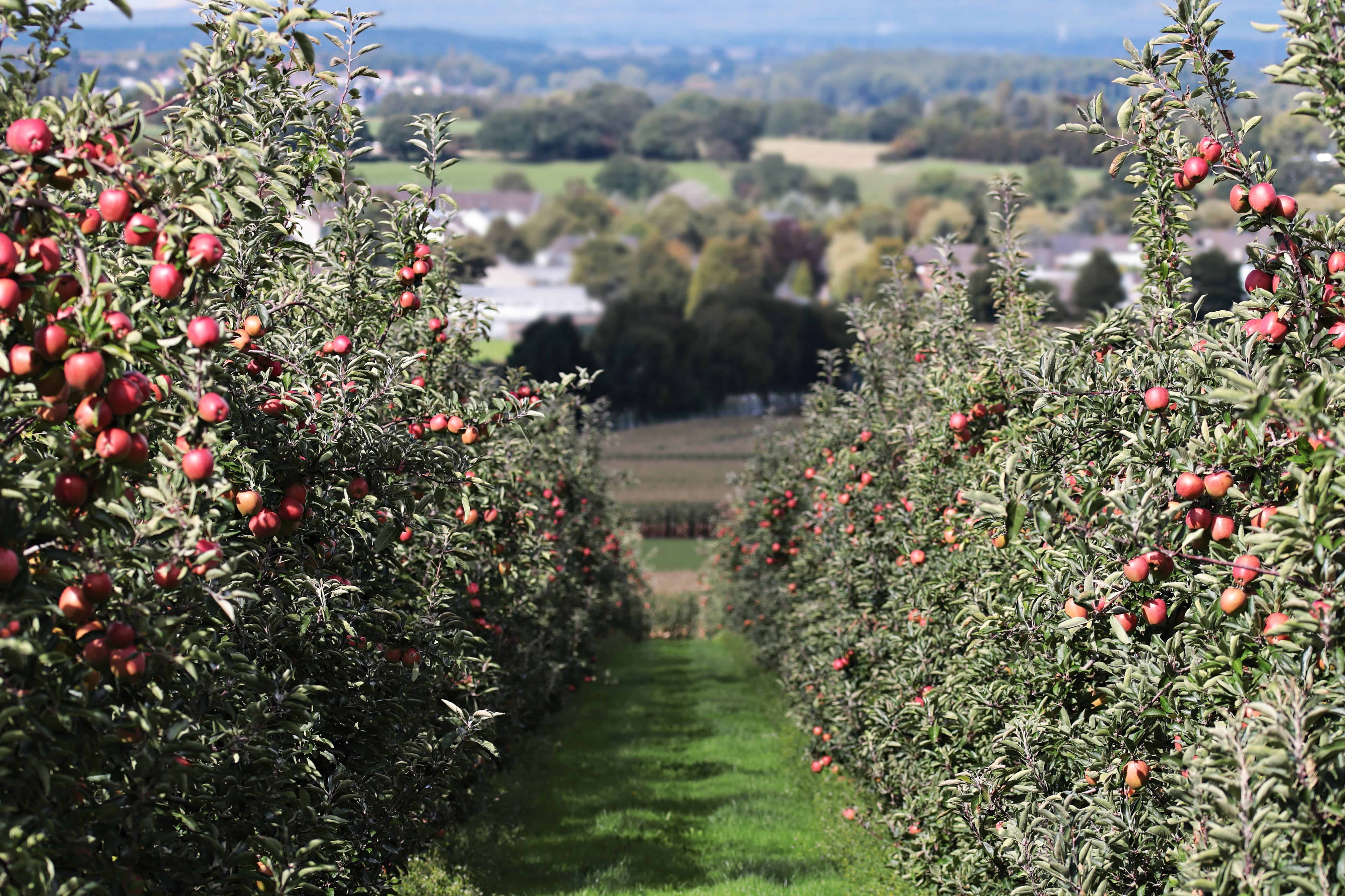 яблочный сад фото