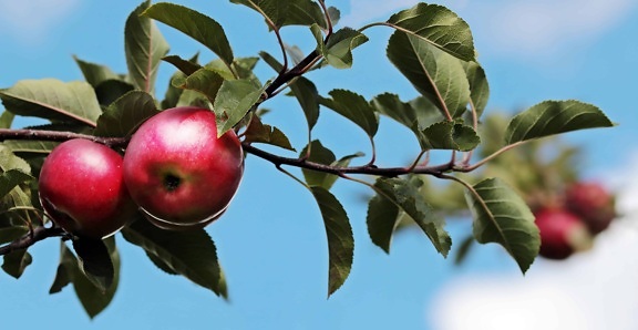 Orchard, cây, hoa quả, thiên nhiên, lá, thực phẩm, táo đỏ, chi nhánh, nông nghiệp