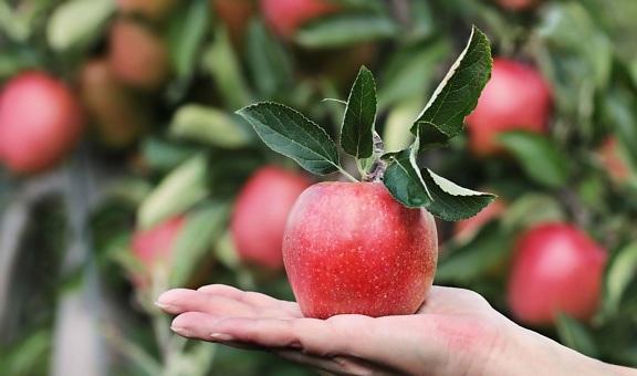 харчування рука природи, фруктовий сад, листя, фрукти, людина, сільського господарства, apple