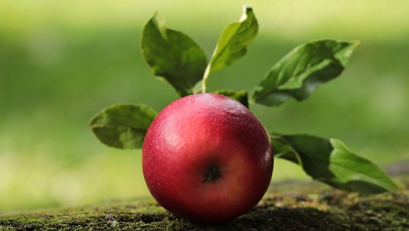 grünes Blatt, Frucht, Lebensmittel, Natur, roter Apfel