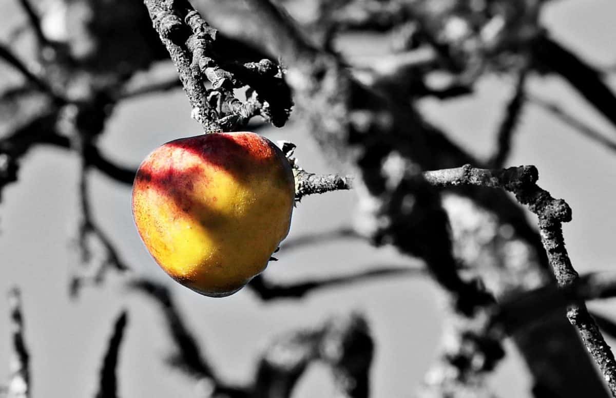 fotomontagem, pomar, maçã, fruta, madeira, ramo, monocromático, jardim