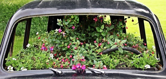bloem, Tuin, gras, outdoor, voertuig, auto