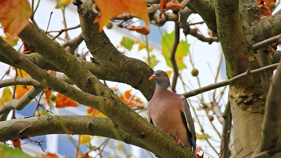 pigeon, wildlife, tree, nature, bird, dove, branch