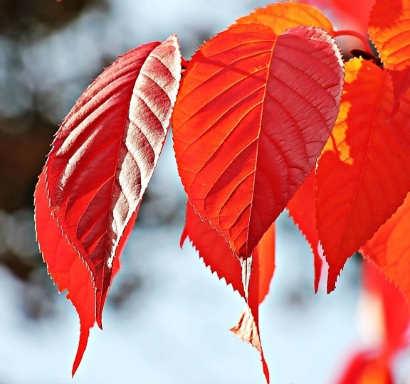 природата, червени листа, през есента, растение, дърво, червено, клон