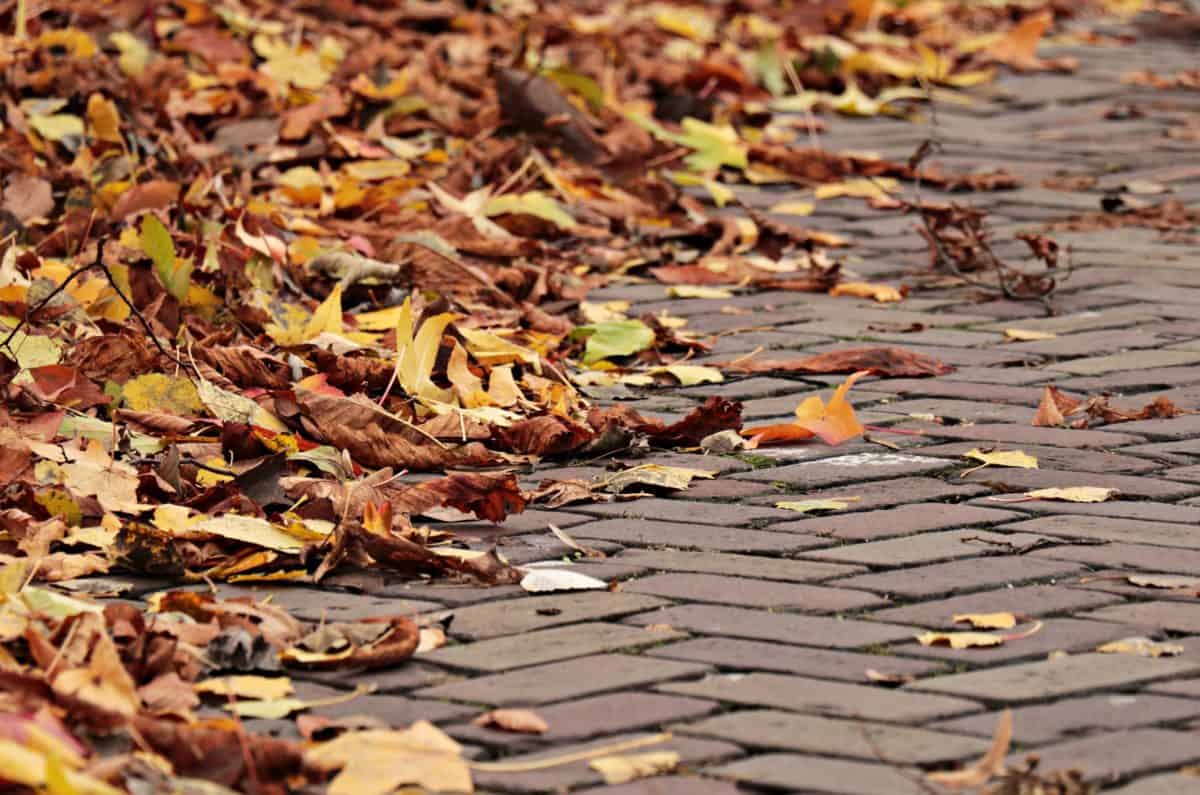 tekstura, cesta, kolnika, jesen, žuti list, betona, vanjski