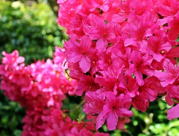 Лето, Лепесток, сада, лист, красный цветок, природа, красивые, Флора