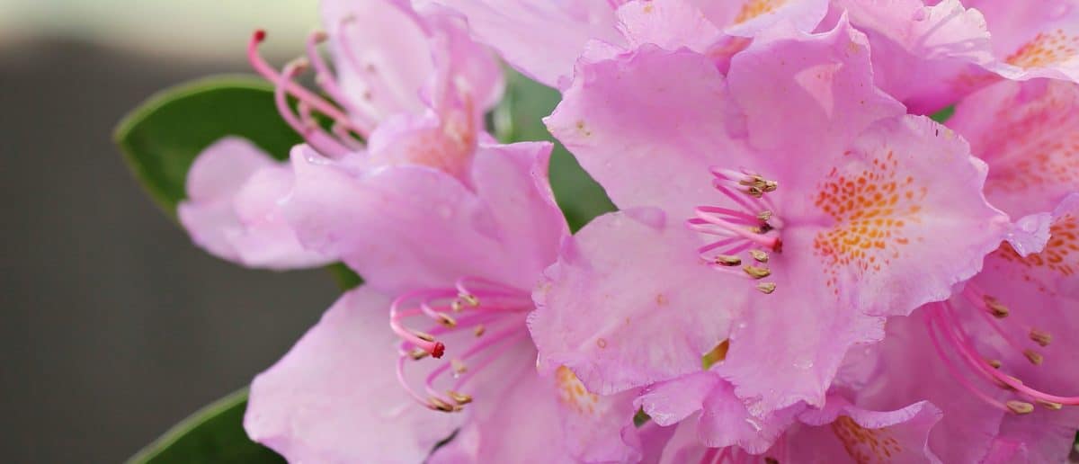 ใบ สวน พืช ธรรมชาติ ดอกไม้สีชมพู กลีบ ฤดูร้อน โรงงาน